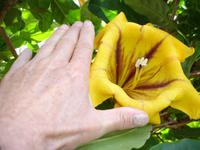 Im Botanischen Garten von Funchal - Größe einer Blüte &ndash; &copy; Hans-Joachim Trutz (Eberhardt TRAVEL)