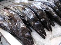 Funchal, in der Markthalle - schwarzer Degenfisch &ndash; &copy; Hans-Joachim Trutz (Eberhardt TRAVEL)