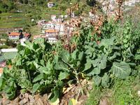 Levada-Wanderung  &ndash; &copy; Hans-Joachim Trutz (Eberhardt TRAVEL)
