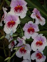 Orchideenpracht im 