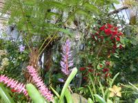 Orchideenpracht im 