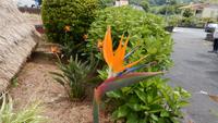 Strelitzie &ndash; &copy; Heike Meinhold (Eberhardt TRAVEL)