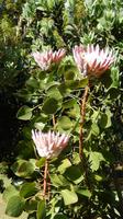 Blüten &ndash; &copy; Heike Meinhold (Eberhardt TRAVEL)