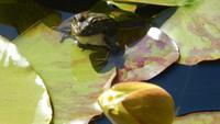 Frosch &ndash; &copy; Heike Meinhold (Eberhardt TRAVEL)