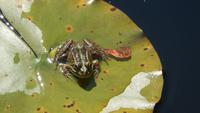 Frosch &ndash; &copy; Heike Meinhold (Eberhardt TRAVEL)