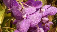 Orchidee &ndash; &copy; Heike Meinhold (Eberhardt TRAVEL)