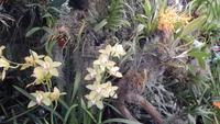 Orchidee &ndash; &copy; Heike Meinhold (Eberhardt TRAVEL)