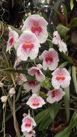 Orchidee &ndash; &copy; Heike Meinhold (Eberhardt TRAVEL)