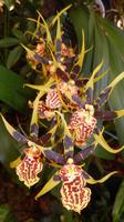 Orchidee &ndash; &copy; Heike Meinhold (Eberhardt TRAVEL)