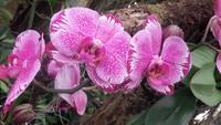 Orchidee