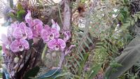 Orchidee &ndash; &copy; Heike Meinhold (Eberhardt TRAVEL)