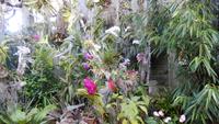 Orchidee &ndash; &copy; Heike Meinhold (Eberhardt TRAVEL)