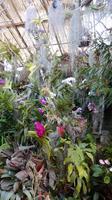Orchidee &ndash; &copy; Heike Meinhold (Eberhardt TRAVEL)