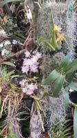 Orchidee &ndash; &copy; Heike Meinhold (Eberhardt TRAVEL)