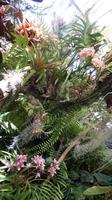 Orchidee &ndash; &copy; Heike Meinhold (Eberhardt TRAVEL)