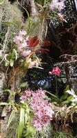Orchidee &ndash; &copy; Heike Meinhold (Eberhardt TRAVEL)