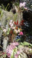 Orchidee &ndash; &copy; Heike Meinhold (Eberhardt TRAVEL)