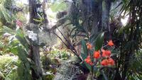 Orchidee &ndash; &copy; Heike Meinhold (Eberhardt TRAVEL)