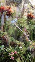 Orchidee &ndash; &copy; Heike Meinhold (Eberhardt TRAVEL)