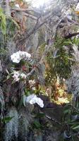 Orchidee &ndash; &copy; Heike Meinhold (Eberhardt TRAVEL)