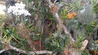 Orchidee &ndash; &copy; Heike Meinhold (Eberhardt TRAVEL)