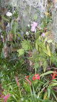 Orchidee &ndash; &copy; Heike Meinhold (Eberhardt TRAVEL)