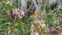 Orchidee &ndash; &copy; Heike Meinhold (Eberhardt TRAVEL)