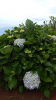 Hortensien &ndash; &copy; Heike Meinhold (Eberhardt TRAVEL)