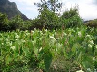 Taro - Feld &ndash; &copy; Hans-Joachim Trutz (Eberhardt TRAVEL)