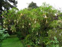 Blandys Garten - Trompetenbaum &ndash; &copy; Hans-Joachim Trutz (Eberhardt TRAVEL)