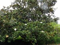 Blandys Garten - Magnolienbaum &ndash; &copy; Hans-Joachim Trutz (Eberhardt TRAVEL)