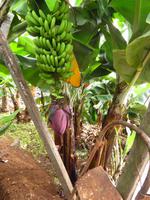 Bananenstaude &ndash; &copy; Christina Schwarz (Eberhardt TRAVEL)