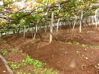 uriges Weingut &ndash; &copy; Christina Schwarz (Eberhardt TRAVEL)