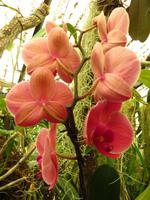 Orchidee &ndash; &copy; Christina Schwarz (Eberhardt TRAVEL)