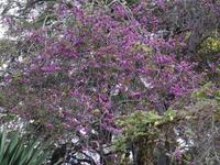 Blandys Garten - Judasbaum &ndash; &copy; Hans-Joachim Trutz (Eberhardt TRAVEL)