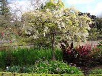 Blandys Garten - Akazienbaum &ndash; &copy; Hans-Joachim Trutz (Eberhardt TRAVEL)