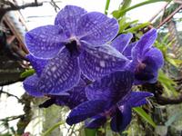 im Orchideengarten 