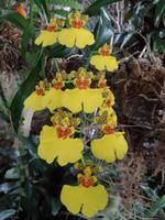 im Orchideengarten 