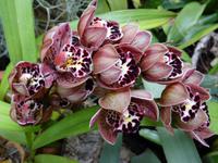 im Orchideengarten 