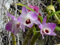 im Orchideengarten 