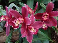 im Orchideengarten 