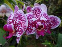 im Orchideengarten 