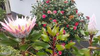 Protea &ndash; &copy; Kristina Hesse (Eberhardt TRAVEL)