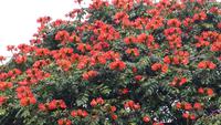 Afrikanischer Tulpenbaum &ndash; &copy; Kristina Hesse (Eberhardt TRAVEL)