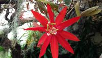 Passionsblume &ndash; &copy; Kristina Hesse (Eberhardt TRAVEL)