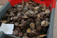 frische Muscheln &ndash; &copy; Detlef May (Eberhardt TRAVEL)