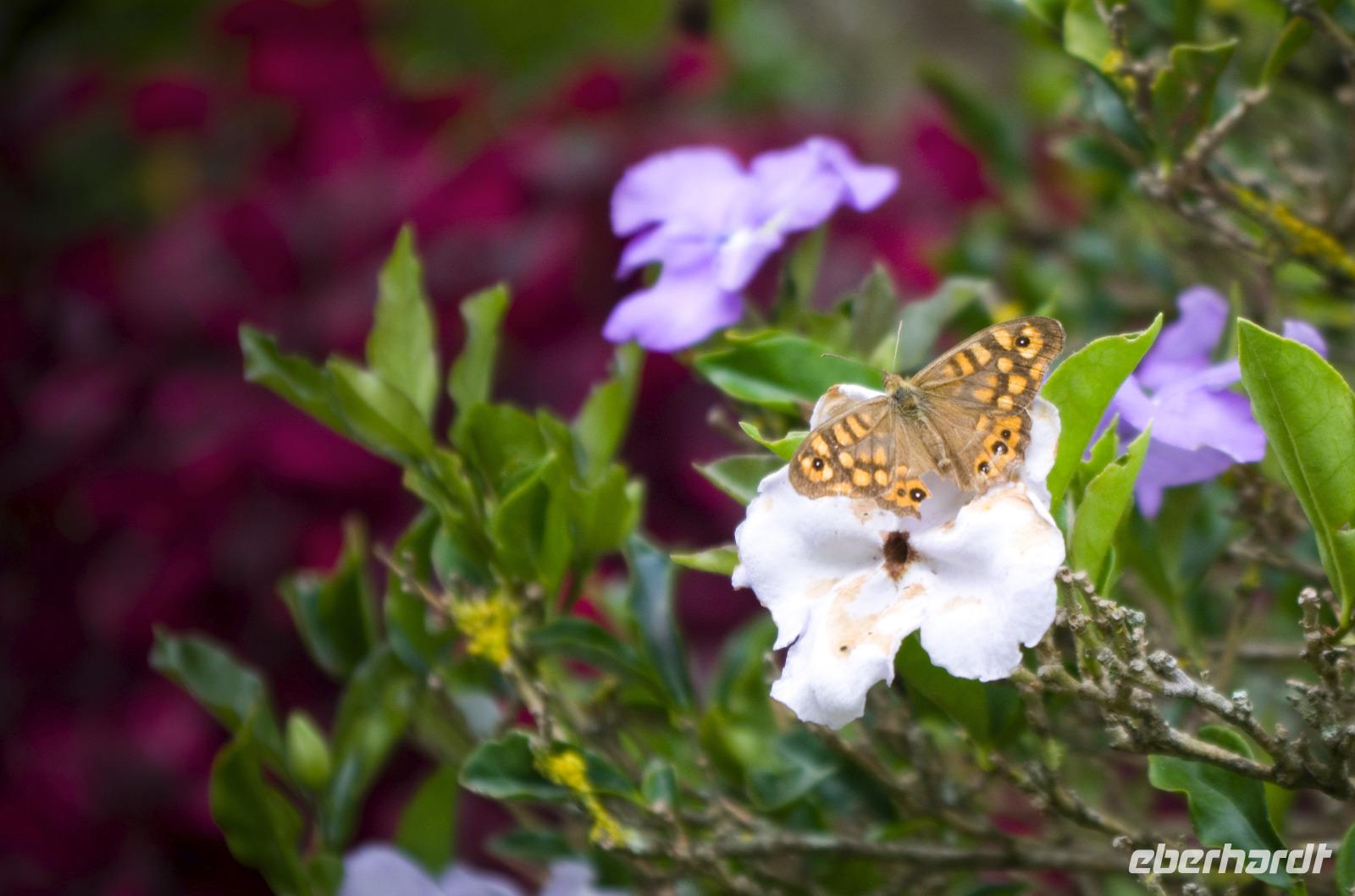 Palheiro Gardens &ndash; &copy; Katharina Kurianowski (Eberhardt TRAVEL)
