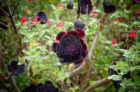 Palheiro Gardens &ndash; &copy; Katharina Kurianowski (Eberhardt TRAVEL)