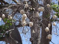 Kapokbaum &ndash; &copy; Hans-Joachim Trutz (Eberhardt TRAVEL)