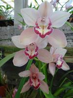 im Orchideengarten 